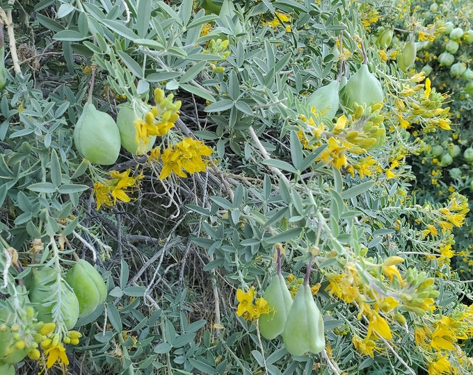 California Bladderpod Seeds|Peritoma arborea|California Native Wildflowers| Southwestern|Native plants|Native Seeds|Desert|Gardening|Organic
