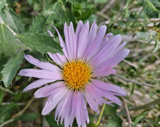 Orcutt's Woody Aster Seeds|Xylorhiza orcuttii|California Native Plants|Native Seeds|California Wildflowers|Desert Plants|Southwestern|Daisy