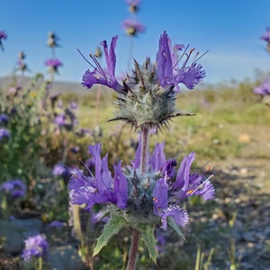 Thistle Sage Seeds|Salvia carduacea|California Native Plants|Native Wildflowers| Sage|Thistle|Desert|Southwestern Wildflowers|Native Seeds