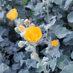 Palmer&#39;s Indian Mallow Seeds|Abutilon palmeri|California Native Seeds|Native Wildflowers|Mallow|Desert Wildflower|Southwestern Wildflowers