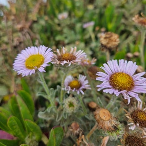 Seaside Daisy Seeds|Erigeron glaucus|California native|Wildflowers|Aster|Daisy|Coastal Wildflower|Rare|Organic Southwest|Gardening|Beach