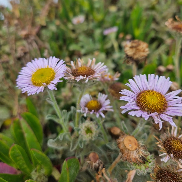 Seaside Daisy Seeds|Erigeron glaucus|California native|Wildflowers|Aster|Daisy|Coastal Wildflower|Rare|Organic Southwest|Gardening|Beach