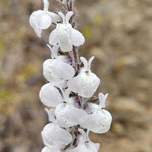 May include: A close-up of a tall, slender plant with white, bell-shaped flowers. The flowers are clustered along the stem, with a few buds at the top. The stem is covered in fine hairs.