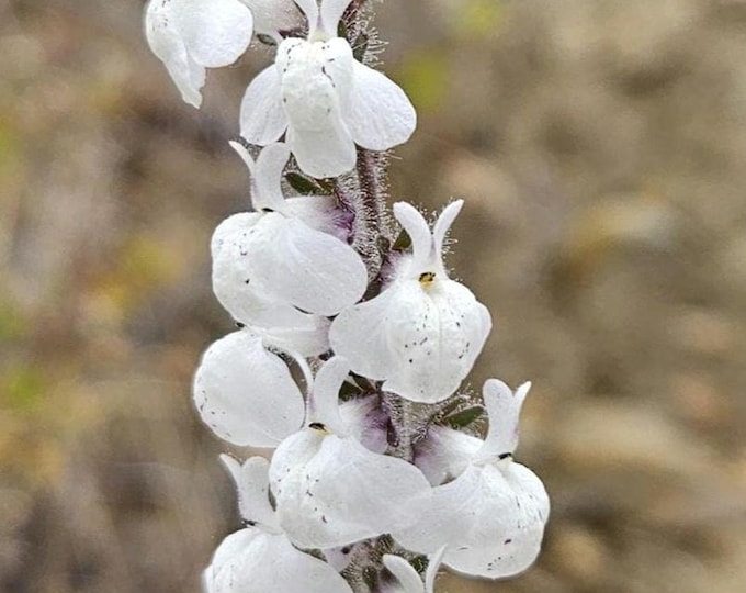 Coulter Snapdragon Seeds|Antirrhinum coulterianum|California Native Plants|Native Wildflower Seeds|Native Snapdragon Seeds|Gift|Southwestern