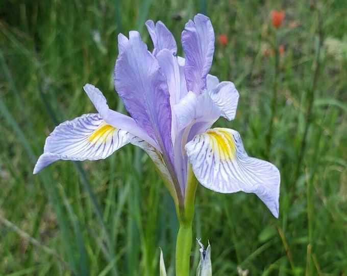 Western Blue Flag Iris Seeds|Iris missouriensis|California Native Wildflowers|Native Seeds|Native Plants|Southwestern Flowers|Gardening|Rare
