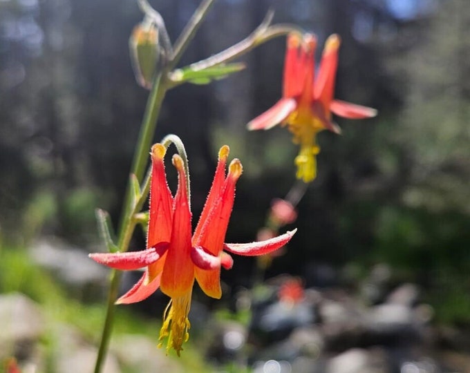 Western Columbine Seeds|Aquilegia formosa|California Native Wildflower|Native Seeds|Native Plants|Organic|Gardening|Southwestern Wildflowers