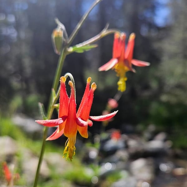 Western Columbine Seeds|Aquilegia formosa|California Native Wildflower|Native Seeds|Native Plants|Organic|Gardening|Southwestern Wildflowers