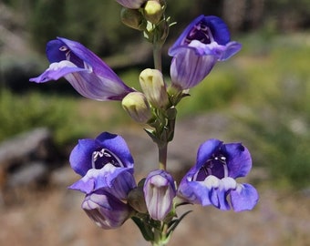 Royal Penstemon Seeds|Penstemon speciosus|California Native Wildflowers|Native Seeds|Native Plants|Southwestern Wildflowers|Organic|Garden|