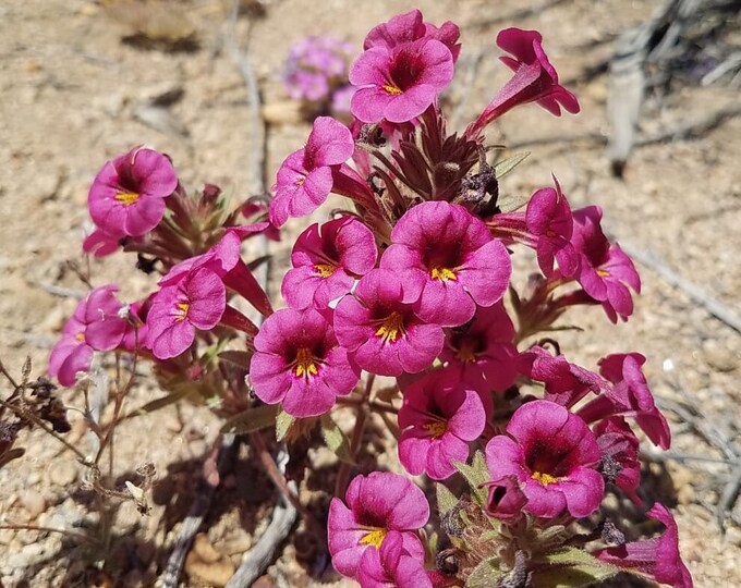 Bigelow's Monkeyflower Seeds|Mimulus bigelovii|California Native Wildflowers|Native Plants|Native Seeds|Southwestern Wildflowers|Desert