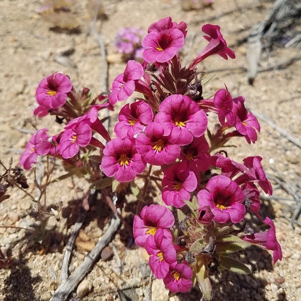 Bigelow's Monkeyflower Seeds|Mimulus bigelovii|California Native Wildflowers|Native Plants|Native Seeds|Southwestern Wildflowers|Desert