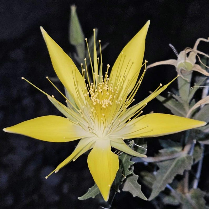 May include: A close-up of a vibrant yellow flower with long, slender petals radiating from a central point. The flower has numerous stamens with tiny yellow anthers, and is set against a dark background, highlighting its bright color and intricate details.