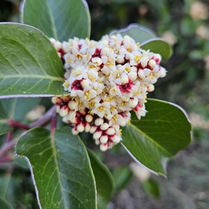 May include: Close-up of a cluster of small white flowers with red centers and yellow stamens. The flowers are surrounded by large, green leaves with a light-colored edge. The image is a natural, outdoor shot.
