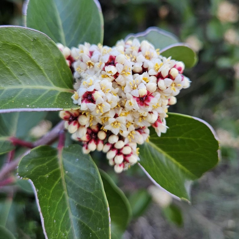 May include: Close-up of a cluster of small white flowers with red centers and yellow stamens. The flowers are surrounded by large, green leaves with a light-colored edge. The image is a natural, outdoor shot.
