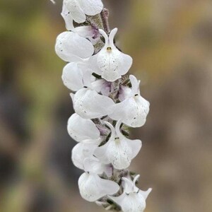 May include: Close-up of a slender plant stem with white, bell-shaped flowers. The flowers have small, dark spots and are arranged in a vertical pattern. The background is a soft, blurred mix of greens and browns.