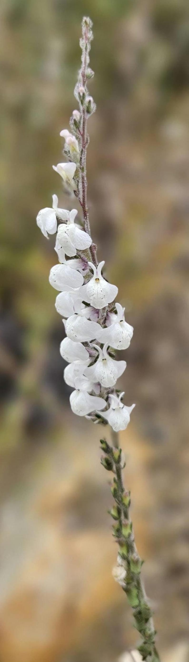 May include: Close-up of a slender plant stem with white, bell-shaped flowers. The flowers have small, dark spots and are arranged in a vertical pattern. The background is a soft, blurred mix of greens and browns.