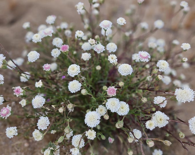 Fremont Pincushion Seeds|Chaenactis fremontii|California Native Wildflowers|California Native Plants|Southwestern|Desert Plant|Native seeds|
