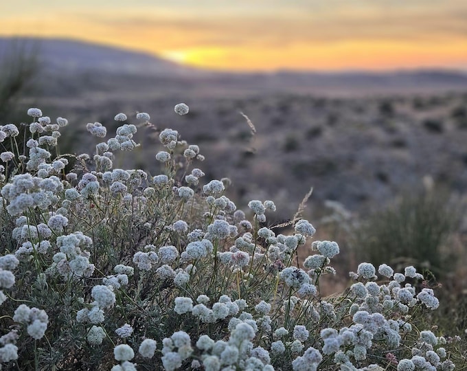 California Buckwheat Seeds|Eriogonum fasciculatum|California Native Plants|Native Wildflower Seeds|Gift for Gardeners|Plant Lover|Organic