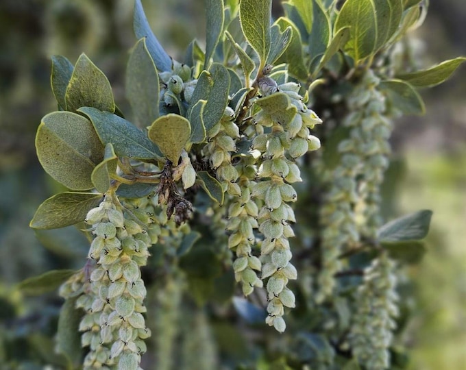 Canyon Silktassel Seeds|Garrya veatchii|California Native Plants|California Native Wildflower Seeds|Southwestern Wildflowers|Plant lover