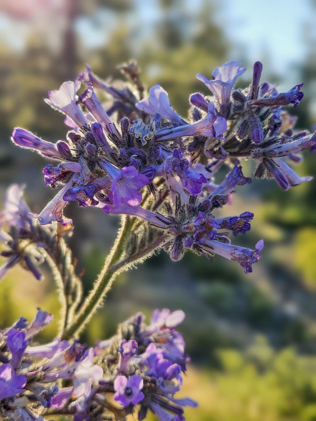 Poodle-dog Bush Seeds|eriodictyon Parryi|california Native Plants