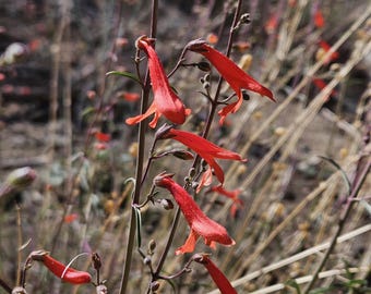 Beaked Penstemon Seeds|Penstemon rostriflorus|California Native Plant|Native Wildflower|Native Seeds|Southwestern Wildflowers|Gardening|Rare