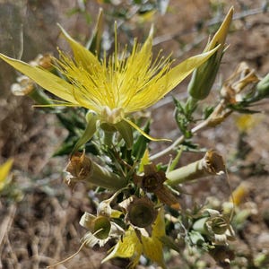 May include: A close-up of a vibrant yellow flower with long, thin petals and a central cluster of stamens. The flower is in full bloom, surrounded by green leaves and dried seed pods, set against a blurred natural background.