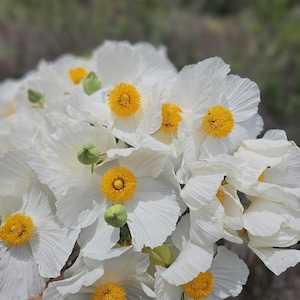 Coulter's Matilija Poppy Seeds|Romneya coulteri|Wildflower|Rare|California Native Plant|Native Plants|Southwestern Wildflowers|Garden|Gifts