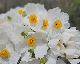 Coulter's Matilija Poppy Seeds|Romneya coulteri|Wildflower|Rare|California Native Plant|Native Plants|Southwestern Wildflowers|Garden|Gifts