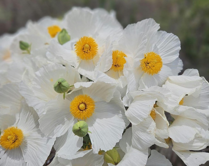 Coulter's Matilija Poppy Seeds|Romneya coulteri|Wildflower|Rare|California Native Plant|Native Plants|Southwestern Wildflowers|Garden|Gifts