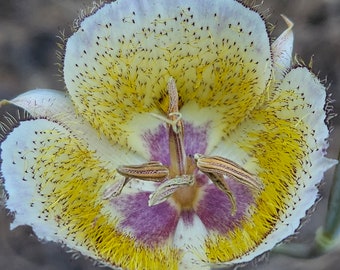 Intermediate Weed's Mariposa Lily|Calochortus weedii var. intermedius|California Native Wildflower|Rare Seeds|Southwestern Wildflowers|