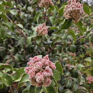 May include: Close-up of a plant with clusters of small, pink, fuzzy flowers. The flowers are surrounded by green leaves. The image is taken outdoors, with a blurred background of more foliage.