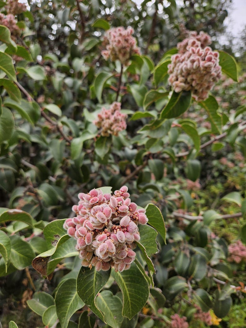May include: Close-up of a plant with clusters of small, pink, fuzzy flowers. The flowers are surrounded by green leaves. The image is taken outdoors, with a blurred background of more foliage.
