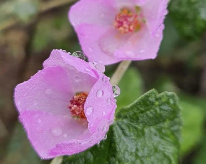 Chaparral Mallow Seeds|Malacothamnus fasciculatus|California Native Plants|Wildflower Seeds|Native Seeds|Southwestern Plants|Organic|Gift