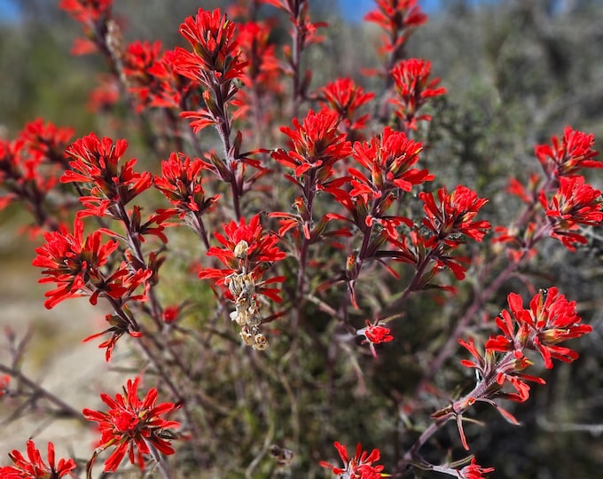 Desert Indian Paintbrush Seeds|Castilleja chromosa|Desert Plants|California Native Plants|Native Seeds|Southwestern|Wildflowers|Garden|Gift