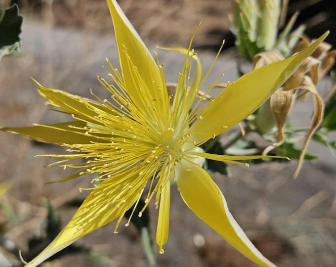 Giant Blazing Star Seeds|Mentzelia laevicaulis|California Native Plants|Native Wildflower Seeds|Gift for Gardener|Southwestern Plants|Rare