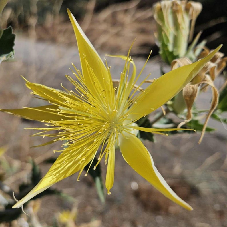 May include: A close-up of a vibrant yellow flower with long, slender petals radiating from a central point. The flower's center is filled with numerous delicate stamens, creating a textured appearance. The background is blurred, highlighting the flower's intricate details.