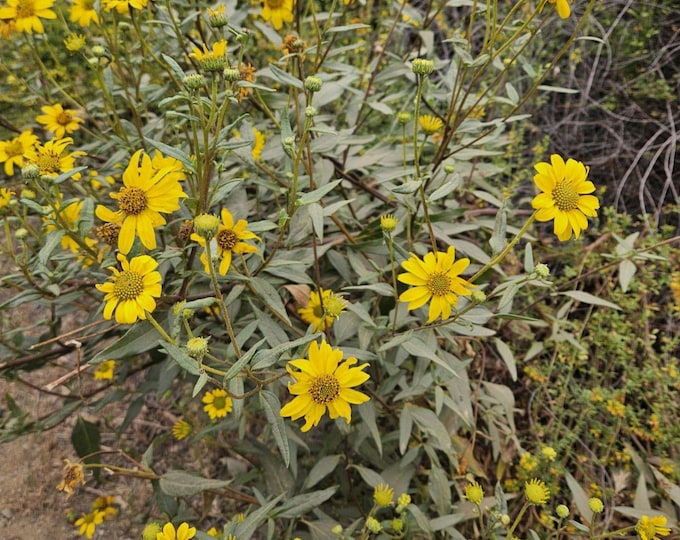 Slender Sunflower Seeds|Helianthus gracilentus|California Native Plants|Wildflower|Organic Seeds|Southwestern Wildflowers|Native Wildflowers