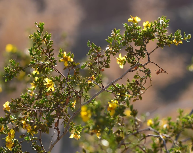Creosote Bush Seeds|Larrea tridentata|California Native Plants|Native Wildflower Seeds|Desert Plants|Desert Wildflowers|Southwestern Plants