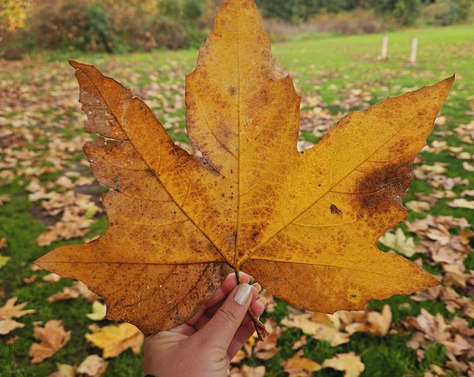 Western Sycamore Seeds|Platanus racemosa|California Native Plants|Native Tree|Southwestern Plants|Tree Seeds|California Native Trees|Organic