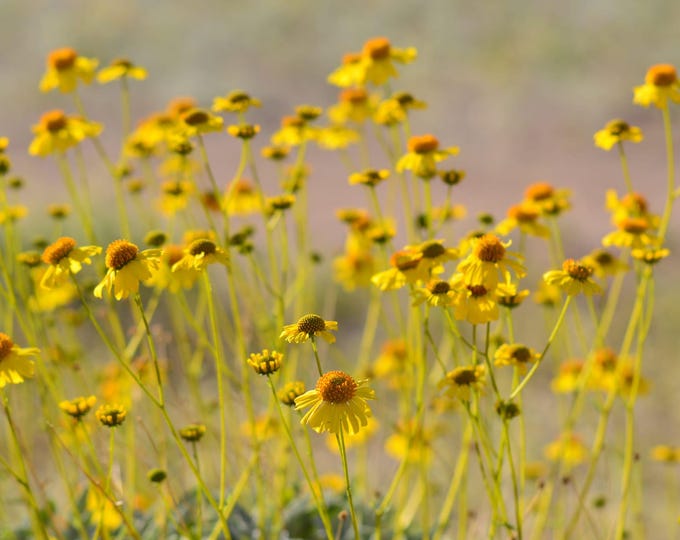 Brittlebush Seeds|Encelia farinosa|California Native Wildflowers|Native Plants|Desert|Native Seeds|Native Plants|Daisy|Aster|Southwestern