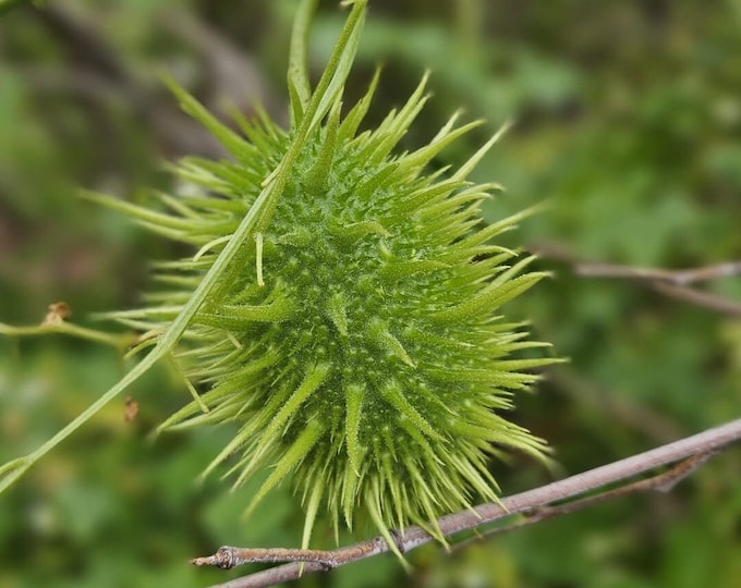 Wild Cucumber Seeds|Marah macrocarpa|California Native Plants|Southwestern Native Plants|Vine Plants|Gifts for Gardeners|Organic|Native Seed