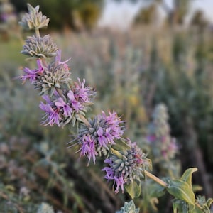 Purple Sage Seeds|Salvia leucophylla|California Native Wildflower|Native Plants|Southwestern Wildflowers|Native Seeds|Garden|Organic|Gift