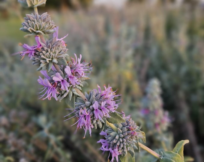 Purple Sage Seeds|Salvia leucophylla|California Native Wildflower|Native Plants|Southwestern Wildflowers|Native Seeds|Garden|Organic|Gift