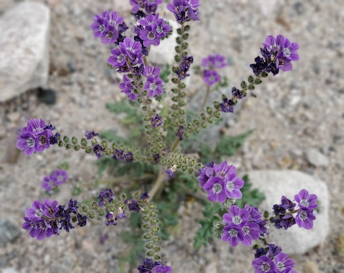 Notch-Leaved Phacelia Seeds|Phacelia crenulata|California Native Wildflowers| Desert|Native seed| Southwestern Wildflowers|Native Plants