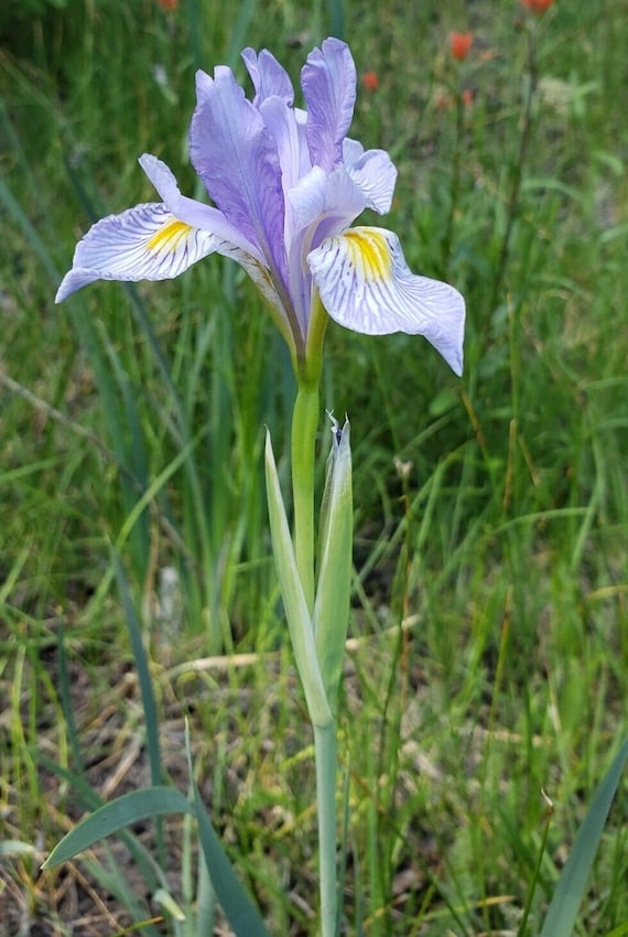 Western Blue Flag Iris Seeds|Iris missouriensis|California Native Wildflowers|Native Seeds|Native Plants|Southwestern Flowers|Gardening|Rare