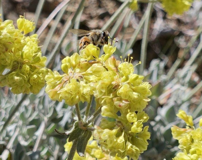 Sulphur Buckwheat Seeds|Eriogonum umbellatum|California Native Plants|Native Wildflower Seeds|Southwestern Plants|Native Buckwheat|Gardening