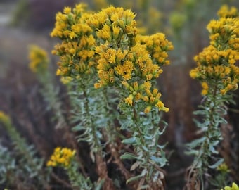 May include: A close-up of a cluster of yellow wildflowers with green stems and leaves. The flowers are in bloom and have a delicate, feathery appearance.