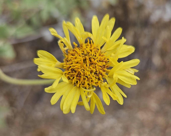 Virgin River Brittlebush Seeds|Encelia virginensis|California Native Wildflowers|Native Plants|Desert|Native Seeds|Desert Plants|Daisy|Aster