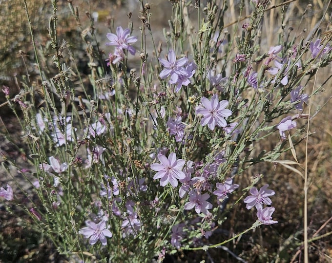 Parish's Wire Lettuce Seeds|Stephanomeria pauciflora|California Native Plant|Native Wildflowers|Desert Plant|Organic Seeds|Native Seeds|Gift