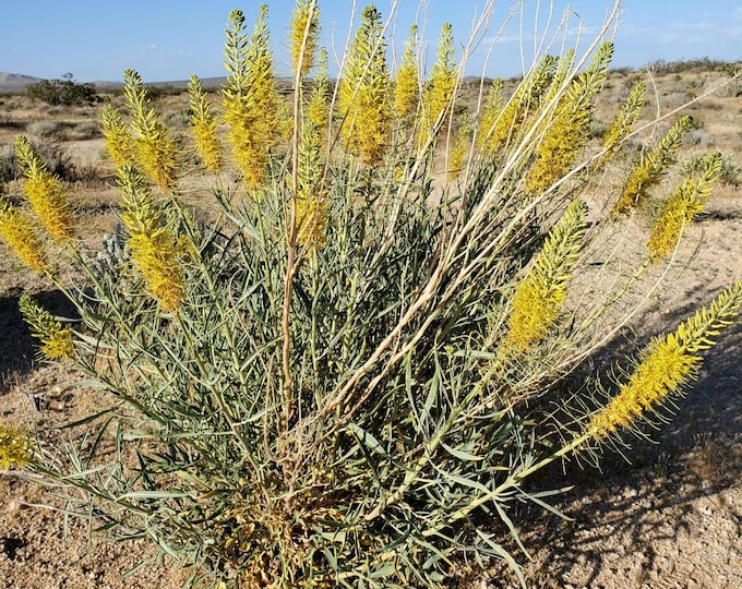 Prince's Plume Seeds|Stanleya pinnata|California Native Plants|California Native Wildflowers|Southwestern Plants and Seeds|Desert Plants