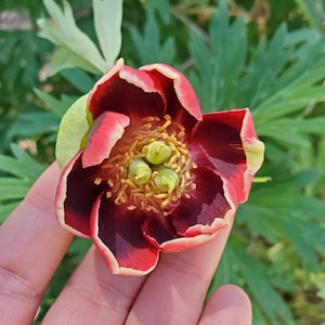 California Peony Seeds|Paeonia californica|California Native|Native Plants|Wildflowers|Flower|Native Seeds|Southwestern Plants|Rare|Garden